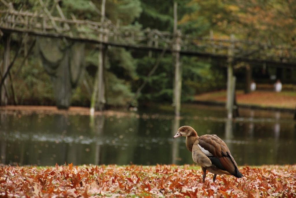 Nature Duck